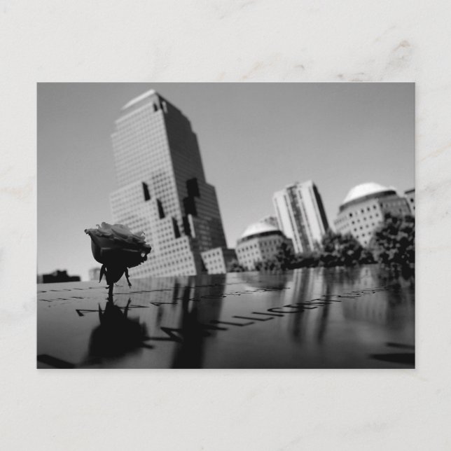 Cartão Postal Rosa branca de lembrança (Frente)