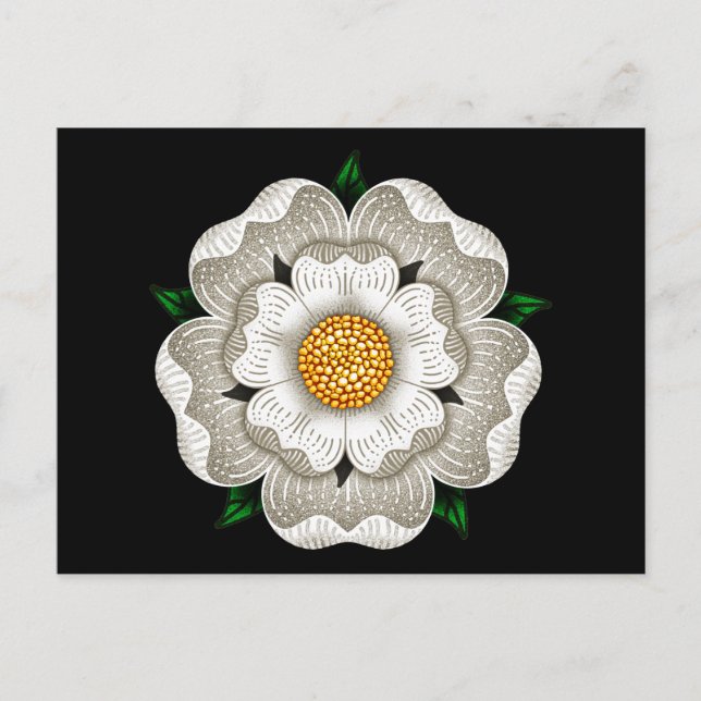 Cartão Postal Rosa Branca de York (Frente)