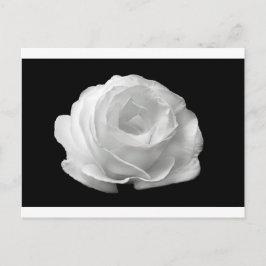 Cartão Postal Rosa Branca Flores Flores do Jardim Paz Arte do Am