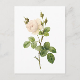 Cartão Postal rosa branca (Rosa campanulata alba) por Redouté