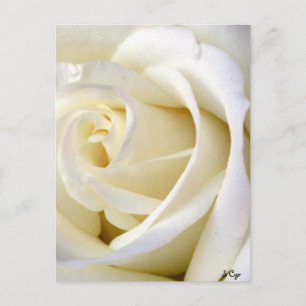 Cartão Postal Rosa Branco