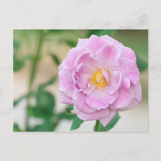 Cartão Postal Rosa Briar (Frente)