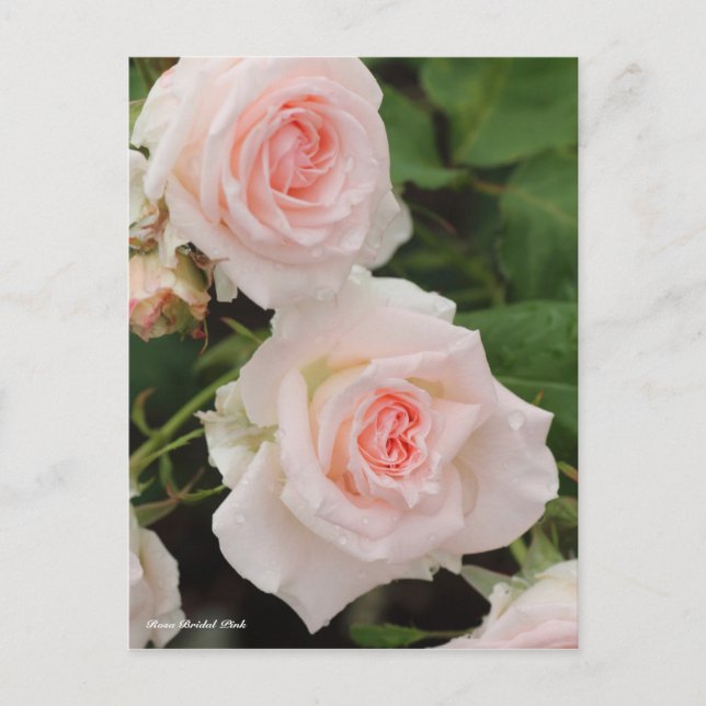 Cartão Postal Rosa Bridal Rosa (Frente)
