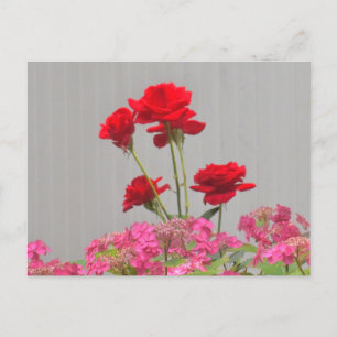 Cartão Postal Rosa Buds Erupção De Bonés De Hydrangea Lace.