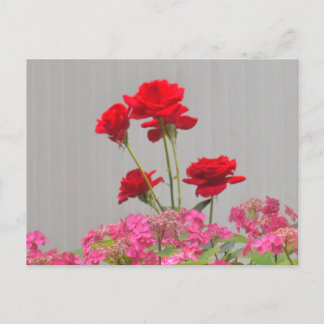 Cartão Postal Rosa Buds Erupção De Bonés De Hydrangea Lace.