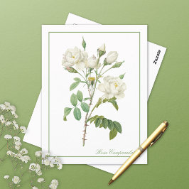 Cartão postal Rosa Campanulata branca Redoute