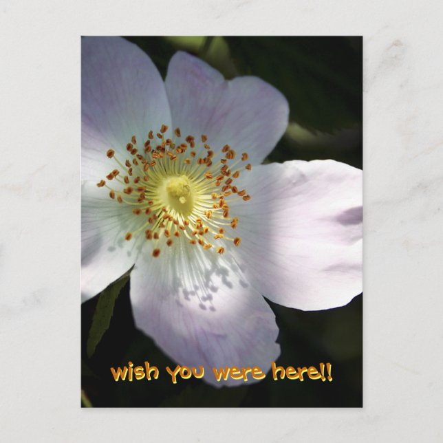 Cartão Postal Rosa Canina - Rosa de cão (Frente)