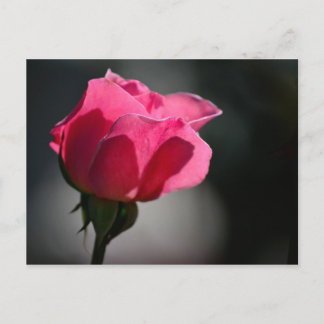 Cartão Postal - Rosa (Casa das Rosas)|Nº5