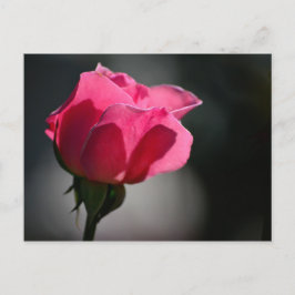 Cartão Postal - Rosa (Casa das Rosas)|Nº5