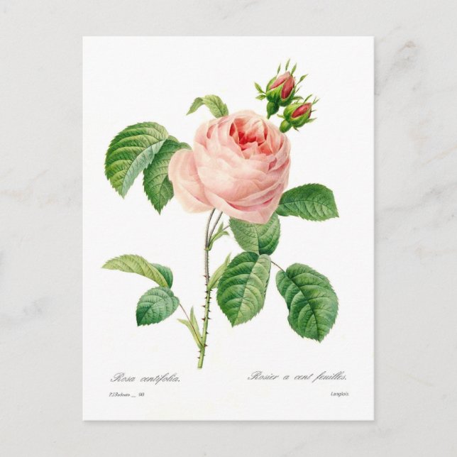 Cartão Postal Rosa centifolia (Frente)