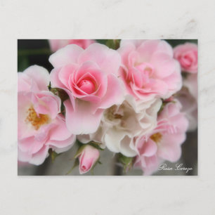 Cartão Postal Rosa Cerezo