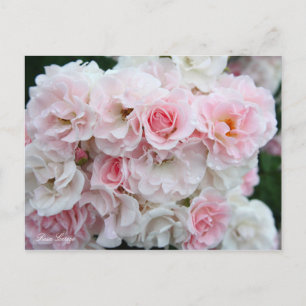 Cartão Postal Rosa Cerezo [Cartão postal]