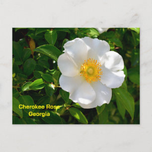 Cartão Postal Rosa Cherokee Flor do Estado da Geórgia