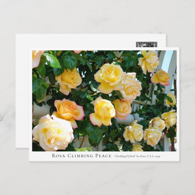 Cartão Postal Rosa Climbing Peace (Frente/Verso)