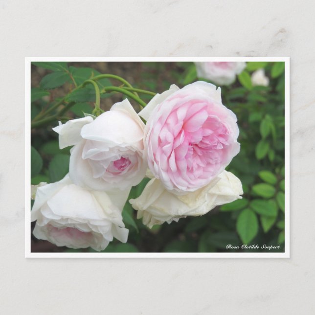 Cartão Postal Rosa Clotilde Soupert (Frente)