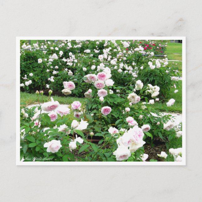 Cartão Postal Rosa Clotilde Soupert:Cartão postal (Frente)