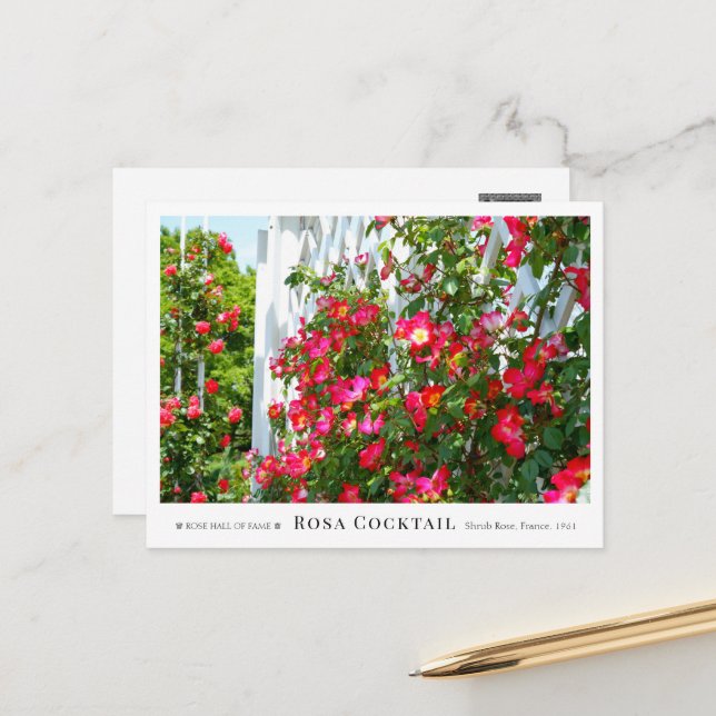 Cartão Postal Rosa Cocktail (Frente/Verso In Situ)