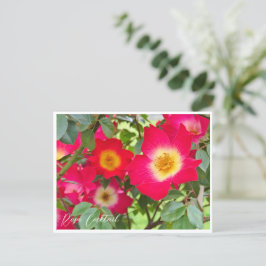 Cartão Postal Rosa Cocktail