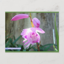 Cartão Postal Rosa Contra a Cerca | Cartão-postal Blue Beach™