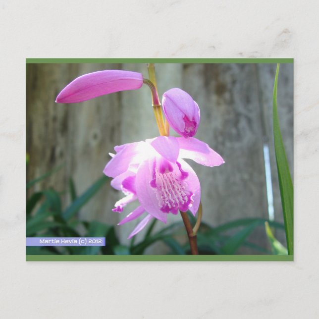 Cartão Postal Rosa Contra a Cerca | Cartão-postal Blue Beach™ (Frente)