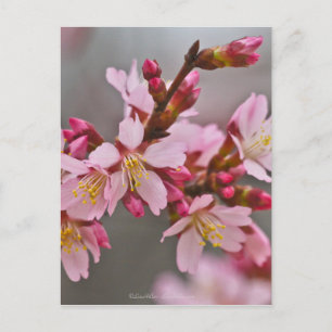 Cartão Postal Rosa Contra Um Céu Cinza Flor de Cerejeira Japones