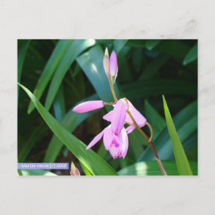 Cartão Postal Rosa Contra Verde