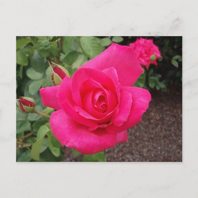 Cartão Postal Rosa cor-de-rosa (Frente)