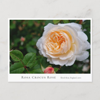 Cartão Postal Rosa Crocus Rose