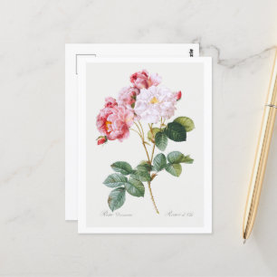 Cartão Postal Rosa Damascena