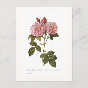 Cartão Postal Rosa damascena italica