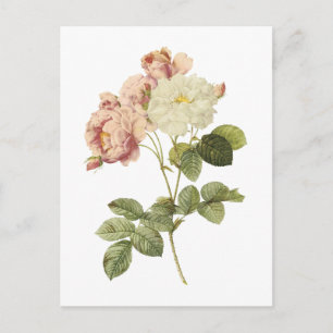 Cartão Postal rosa damasco (Rosa damascena celsiana) por Redouté
