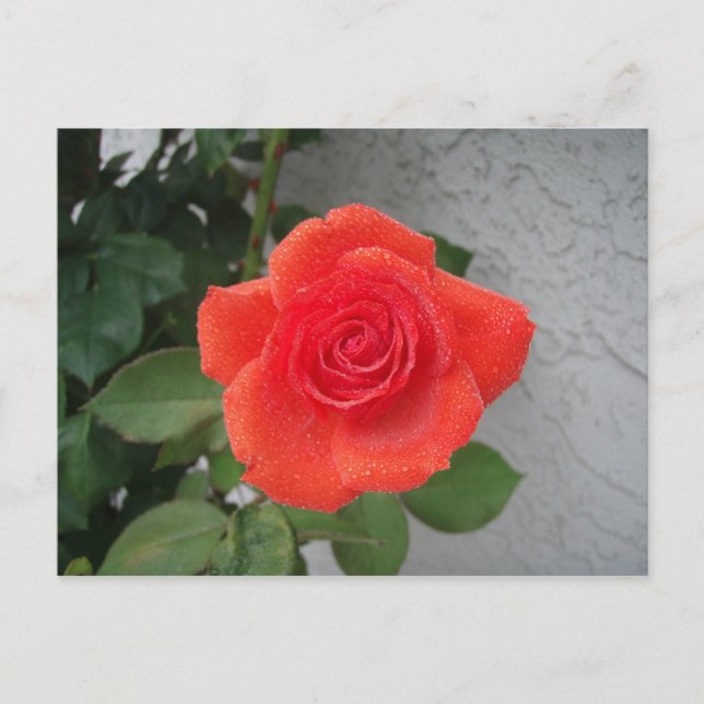 Cartão Postal Rosa de beijo de chuva (Frente)