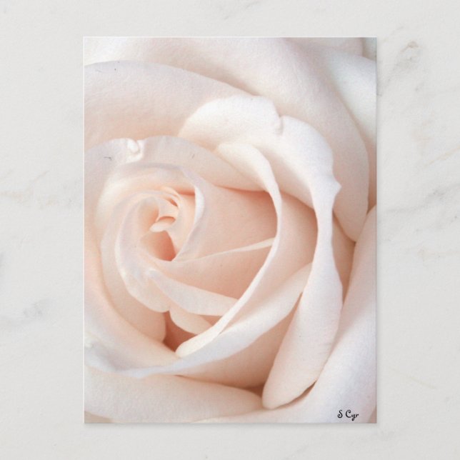 Cartão Postal Rosa de Casamento (Frente)