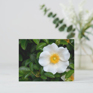 Cartão Postal Rosa de Cherokee branco