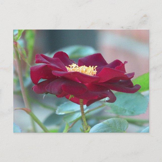 Cartão postal rosa de Cluster Preto (Frente)