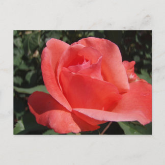 Cartão Postal Rosa de coral