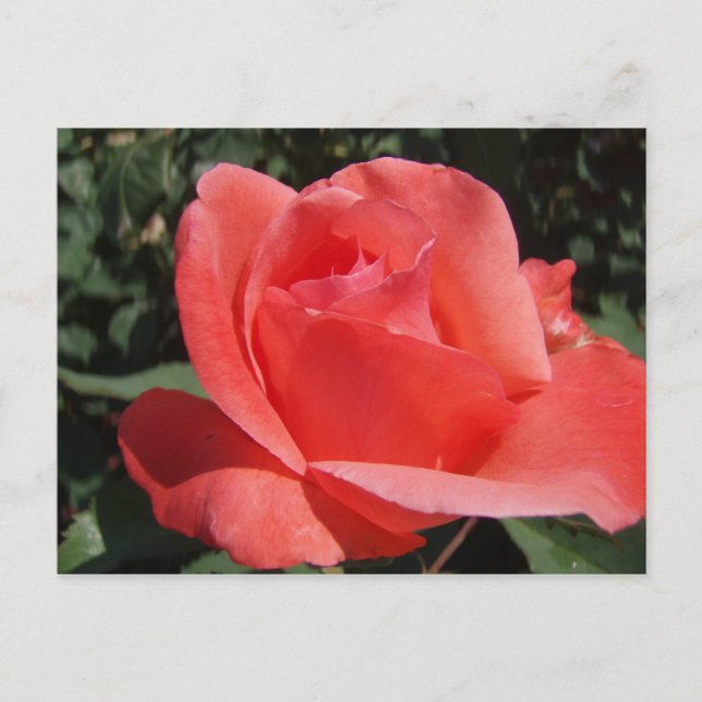 Cartão Postal Rosa de coral (Frente)