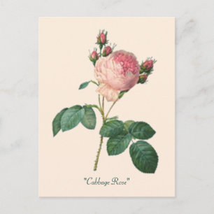 Cartão Postal Rosa de Couve, Banho Botânico