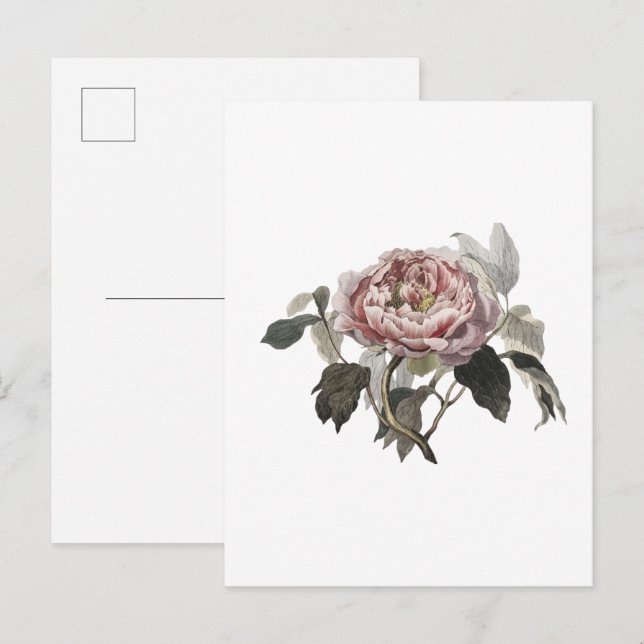 Cartão Postal Rosa de couve rosa desenhada à mão. (Frente/Verso)
