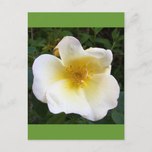Cartão Postal Rosa de Creme Censado