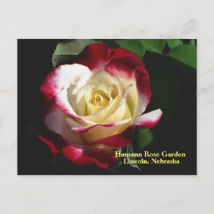 Cartão Postal Rosa de dupla deleção do Jardim Rosa Hamann #190