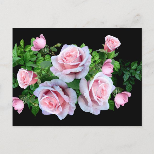 Cartão Postal Rosa de Flor Rosa (Frente)