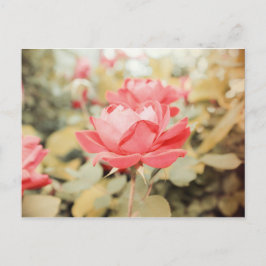 Cartão Postal Rosa de jardim