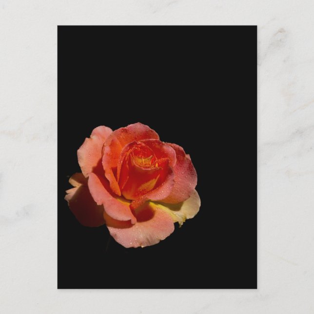 Cartão Postal Rosa de laranja 2 (Frente)
