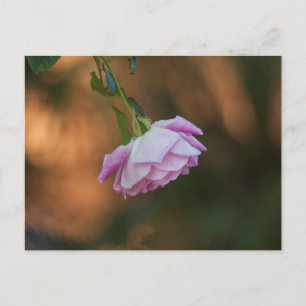 Cartão Postal Rosa de manhã