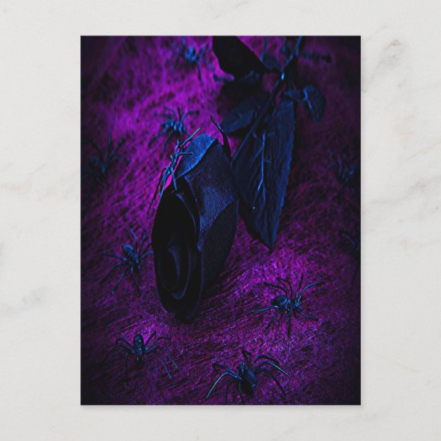 Cartão Postal Rosa de Material Negro Spooky, Aranhas Negras (Frente)