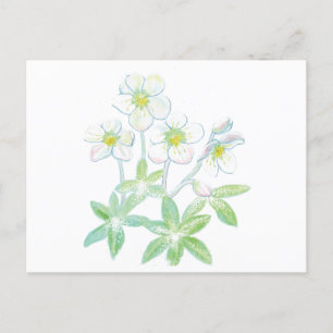 Cartão Postal Rosa de Natal, Helleborus niger