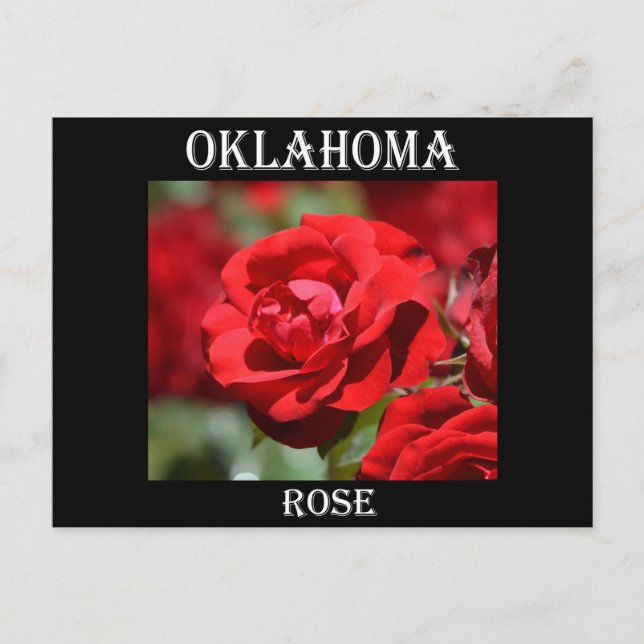 Cartão Postal Rosa de Oklahoma (Frente)
