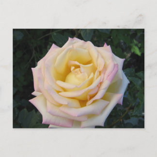 Cartão Postal Rosa de paz