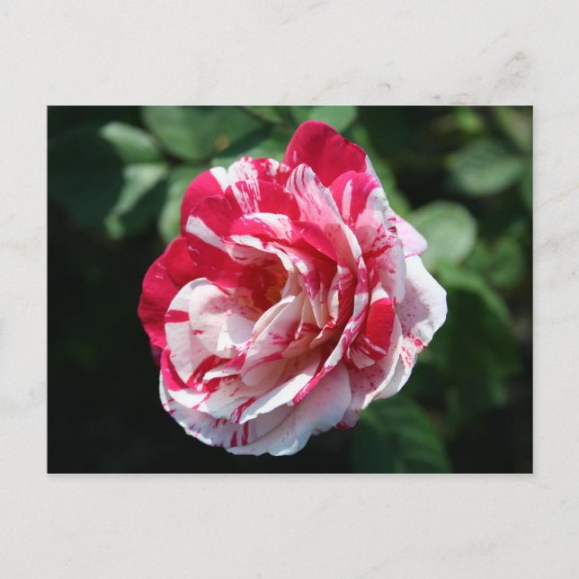 Cartão Postal Rosa de pera (Frente)